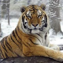 HSMSTigerTutors's profile picture. The purpose of education is to replace an empty mind with an open one.

~Malcolm Forbes