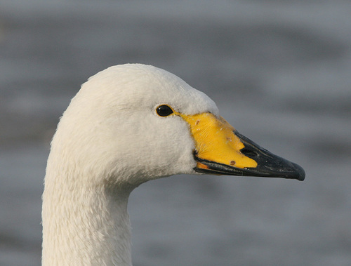 Warwickshire Birding News