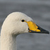 Warwickshire Birding (@warksbirds) Twitter profile photo