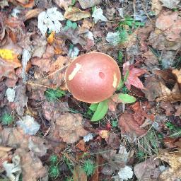 Iseebrownpeople's profile picture. Just hanging out /Professing at an academic institution in the US South/All opinions are mine, obvs/retweets mean many things, not always agreement.