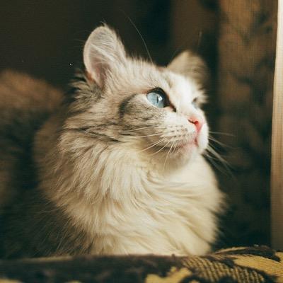 homekotik's profile picture. Я - Домашний Кот, Царь зверей, холодильника и кладовки! И это мой дневник...