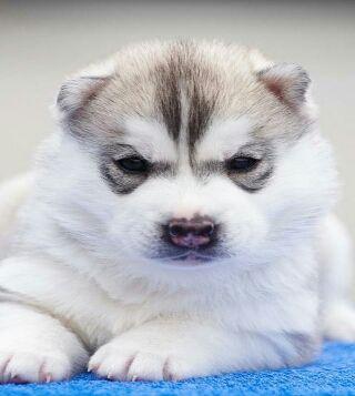 vegeta122333444's profile picture. 