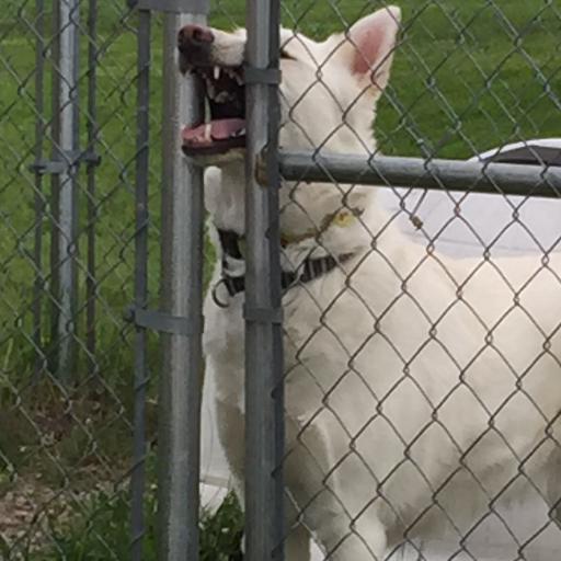 fnet_automaton's profile picture. 