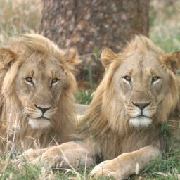 Madikwe Game Reserve, malariafree and amazing game reserve in South Africa. A hidden gem, 1 of the best conservation areas in Africa and offers Big 5 and more!