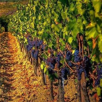 avid knitter, fairly good gardener, reads as much as time allows and loves good wine and yoga.