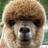 alpaca4Sale's profile image