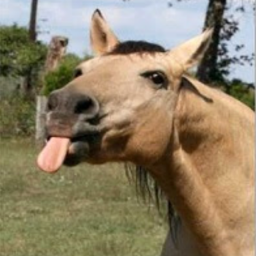 Cavalo dado não se olha os dentes.