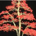 Kate Daugherty - @TheMingoSharade - Twitter