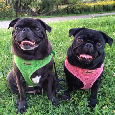 Adventurous pug duo from Chicago.. and by adventure we mean eating anything we can get our paws on, playing and snuggling.