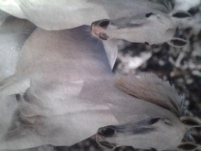 CC98917508's profile picture. just random stuff