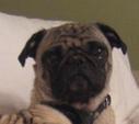 Pug. Looking for good home so @SheaSylvia has fewer headaches. You know you want me.