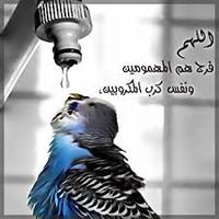رگـَـَـَـَـَادھ! (@blazlemliahans1) 's Twitter Profile