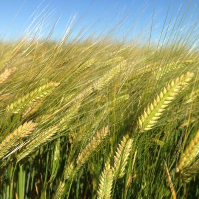 Agronomist @ A W Vater in the YP, SA & Farmer son from Blyth, SA. B.Sc in https://t.co/d79F2hdEBt