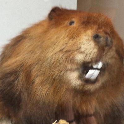 angrybeaverbar Profile Picture