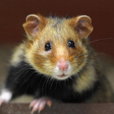 CatholicHamster's profile picture. 
