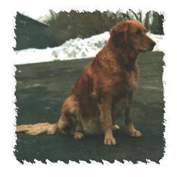 sunshinegolden7's profile picture. 