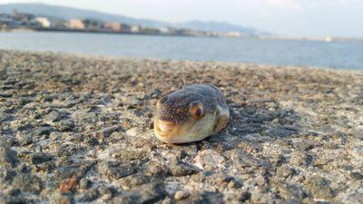 fran_acod87's profile picture. いちおう52nd用なのでKUALA民は@hama_495へお願いします。