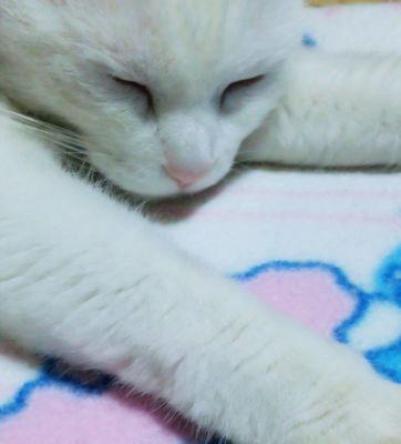 meow_fortune's profile picture. 