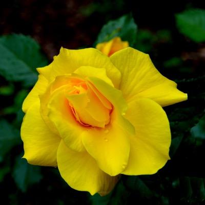 WmmoserWendy's profile picture. Photo Junkie, Hiking Hobo, Legal Beagle, Peak Pirate, and Mom