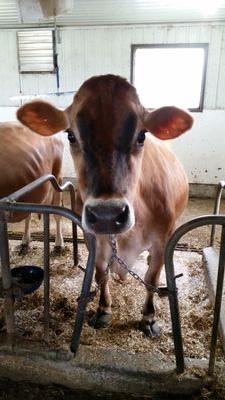 MapleShadeJrsy's profile picture. 3rd generation dairy farmer (with 4th coming up). 1st generation Jersey farmer. Started milking in December 2014