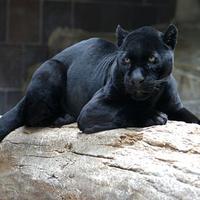 Nyx (@tame_panther) 's Twitter Profile