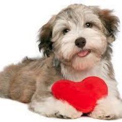 Dog lover Extrodinare. Mom to Holly the wonder wheatie ( blog ). Former insurance advisor.