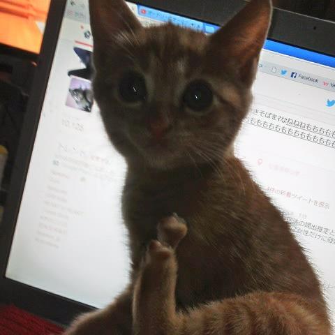 hironii1's profile picture. プレイステーションでゲームしたりするのが好きな岡山県倉敷市に生息する50代のおじさんです。映画も音楽も海外物が好きです。好物は親父ギャグです(笑)2匹の猫を飼ってます。 PNS hiro __213 好きな事に反応したり発言します。フォローも気楽に外して下さい。