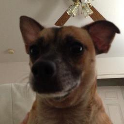 tacodogoctober1's profile picture. Hola! I am Taco Dog. I was rescued from a shelter and wish to put a smile on your face. (I do not own all content posted) Wanna be my amigo?