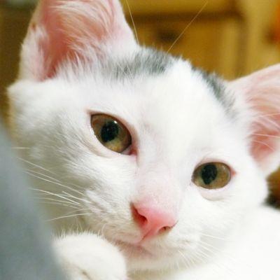 歌舞伎座にはいきません そして猫がなによりだいじ(話がつながらない)