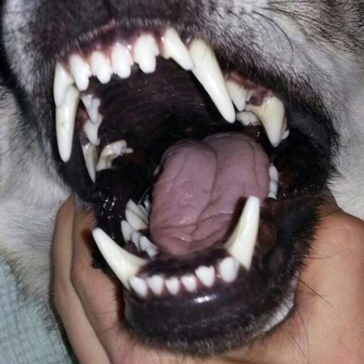 eatotherdogs Profile Picture