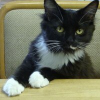 HOOTe CAT (@hootecat) 's Twitter Profile