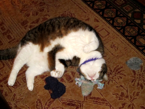 CatsOfHR's profile picture. Cats are people too.