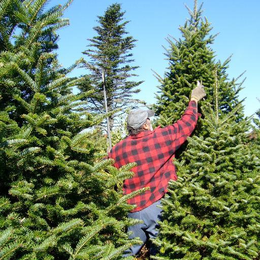 Tree Surgeon Experts of Honolulu is a reputable tree service and landscaping maintenance company based in Honolulu, HI. (808) 638-2068