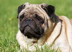 xdogobediencex's profile picture. DoG OBEDIENCE TRAINING