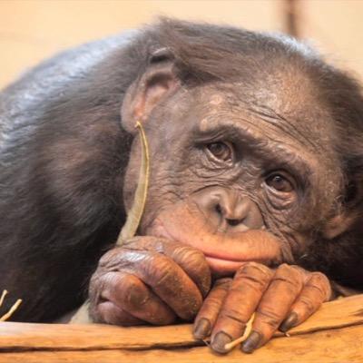 helpanimals13's profile picture. 