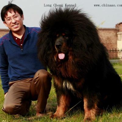 Tibetan mastiffs in Longcheng kennel are the best in China.