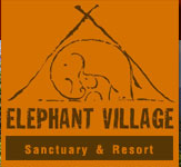 Our mission is to save elephants from the hard, unhappy and dangerous life of logging.  We have 12 elephants in beautiful surroundings within the hills of Laos