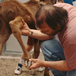 Board-certified in laboratory animal medicine, Dr. Jeffrey Wimsatt leads as attending veterinarian for the West Virginia University system.