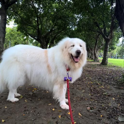 I am Ellen who loves Great Pyrenees dog and also have one at home. I love music. #TrailBlazers is my favorite NBA team. I live in Taiwan and enjoy travelling.