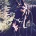 Equus Caballus (@equuscaballus) Twitter profile photo Equus Caballus (@equuscaballus) Twitter profile photo