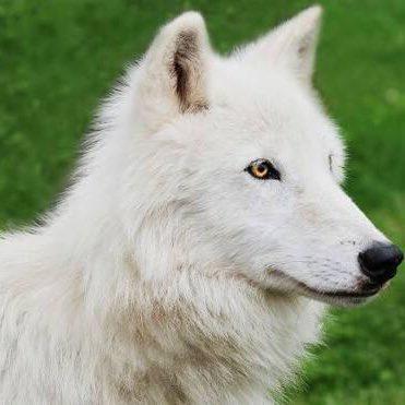 hakurou5794's profile picture. ゲーム垢 黒い砂漠PC 黒い砂漠モバイル キングスレイド pso2ngs他もぼちぼち広く浅くが多め