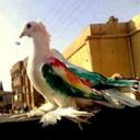 ömer kaya (@05330919336amed) Twitter
