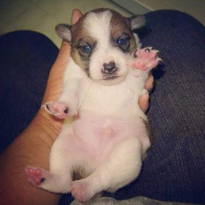 Kimikacchi's profile picture. 愛犬JRTルフィ♂とフクロモモンガ♀モカと
旦那♂と暮らしてます。旅行大好きダイビング、スノボ.、ダンス好き(長女がやってます)
ヨロシク♡(*≧∀≦*)