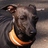 VittorioVito's profile image