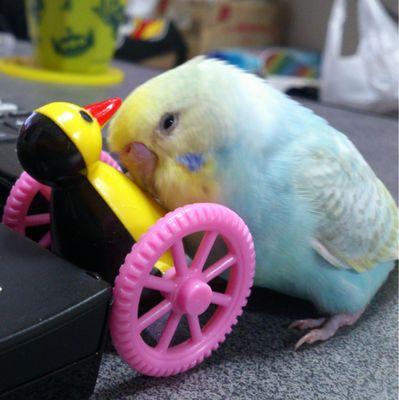 Taka27_taka13's profile picture. 産まれつき指先の無い足の小さいオカメインコチョコとホワイトフェイスのオカメインコれんちゃんのママ🐥
B'zが大好き❤️
鳥さん好き🐦
シルバニアファミリー好き🐰
同じ趣味の方仲良くしてください🥳
無言フォロー失礼します😝