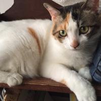 みのむしねこ (@minomusinyan) 's Twitter Profile Photo みのむしねこ (@minomusinyan) 's Twitter Profile Photo