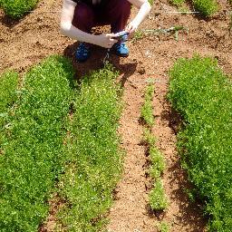 Breeding & genetics of #lentil and its wild relatives (& relatives like bean); tweeting abt our large #genomics project & other exciting research from @usask