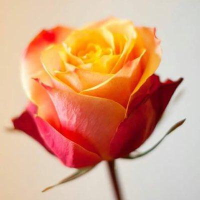 perexitu's profile picture. 