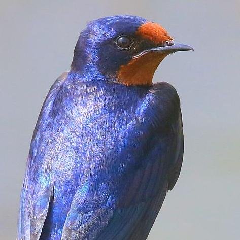 NPO東京生物多様性センターを設立し、東京の生物多様性保全を進めています。
ツバメの研究もしています。  「鉄道駅のツバメの巣ウォッチング→https://t.co/CWzAQbyMVY 」【拙著】農文協刊「田んぼの生きものたちツバメ」