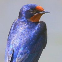 ツバメ（渡辺仁/ H.WATANABE) (@swallow_tokyo) Twitter profile photo